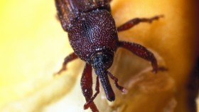 weevil