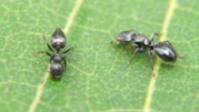 mirror turtle ant and turtle ant species