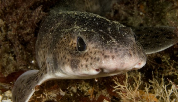 small spotted catshark