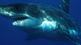 great white shark