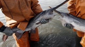 American paddlefish duplicated their own genome some 42 million years ago.