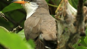 yellow-billed cuckoo