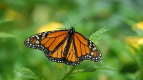 Monarch butterfly