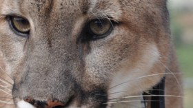 mountain lion with SMART collar