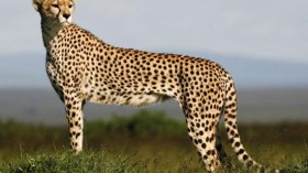 cheetah