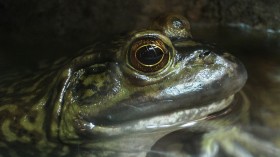 american bullfrog