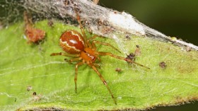 Anelosimus spiders