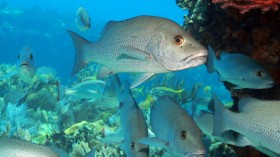 Adult grey snapper