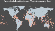 distribution of Pheidole megacephala