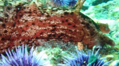 sea snail Aplysia californica