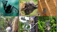 Bats caught by spiders