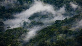 Bwindi Impenetrable National Park