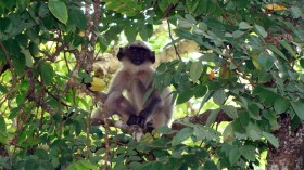 langur monkey