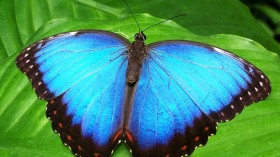 butterfly