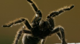 Tarantula 