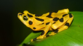 golden frog