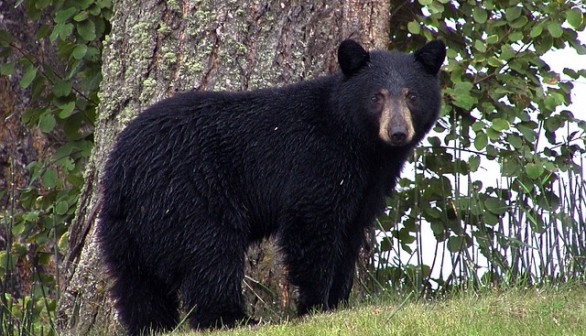 black bear