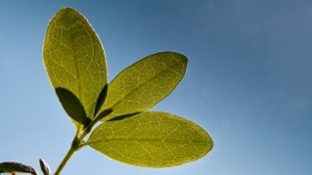 sunlight plant