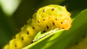 caterpillar