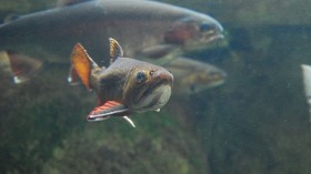 Brook Trout