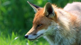 red fox