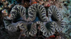 giant clam