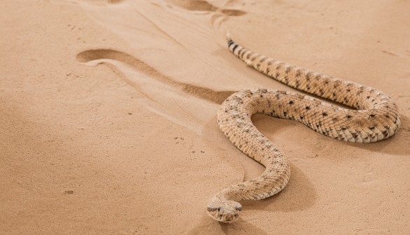 sidewinder snake