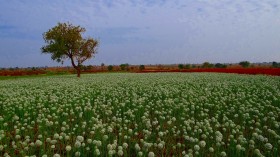 onion flowers