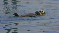 sea otter