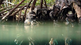 mangrove coral