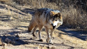 mexican gray wolf