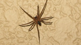 brown recluse