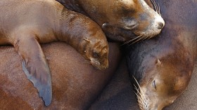 sea lions