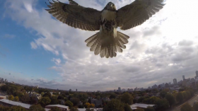 Territorial Hawk Attacks Drone Quadcopter, Highlights Potential Amazon Setback?