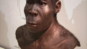 Homo erectus 