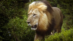 Male African Lion