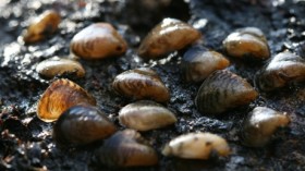 quagga mussels