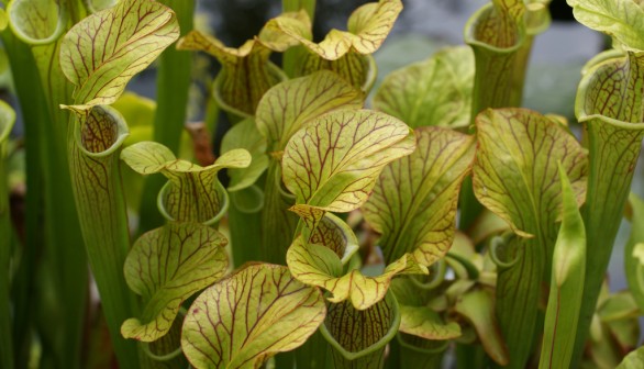 pitcher plant