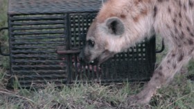 Hyena