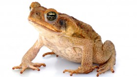 cane toad