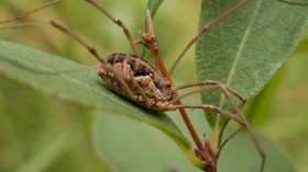 daddy-longlegs