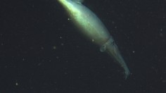 Humboldt squid