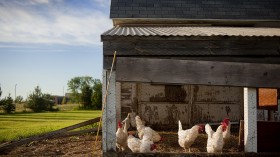 chicken coop