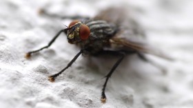 housefly