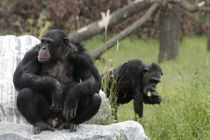 Origins Of Human Teamwork Found In Chimpanzees | Nature World News