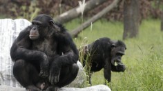 Chimpanzee