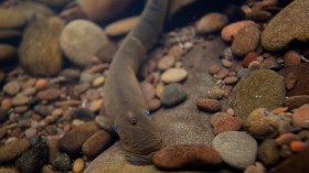 lamprey