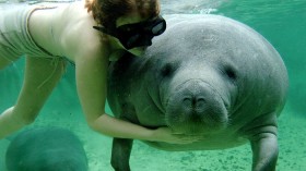 Manatee with girl