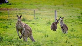 kangaroos