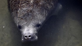 Florida Manatee